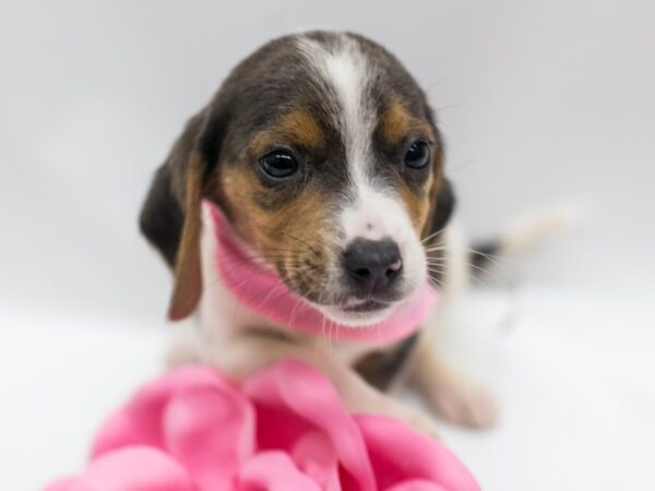 Beagle-DOG-Female-Blue Tri-15015-Petland Wichita, Kansas