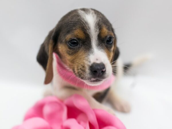 Beagle DOG Female Blue Tri 15015 Petland Wichita, Kansas