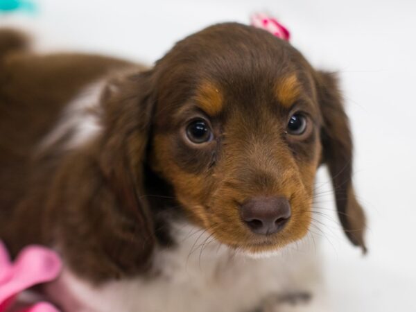 Miniature Dachshund DOG Female Red Tri 15013 Petland Wichita, Kansas