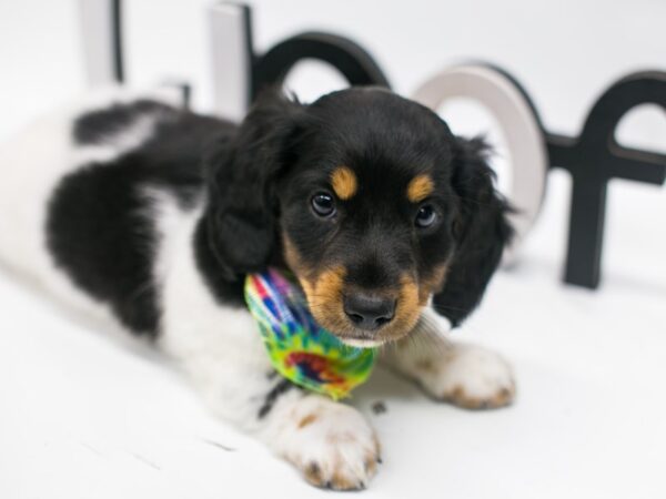Miniature Dachshund-DOG-Male-Black Tri-15012-Petland Wichita, Kansas