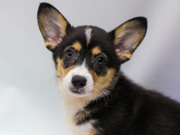Pembroke Welsh Corgi-DOG-Female-Tri Color-15011-Petland Wichita, Kansas