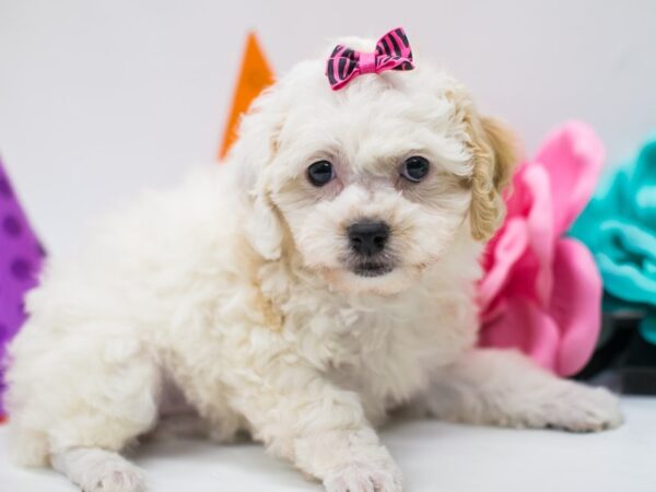 Toy Poodle DOG Female Apricot Parti 15010 Petland Wichita, Kansas