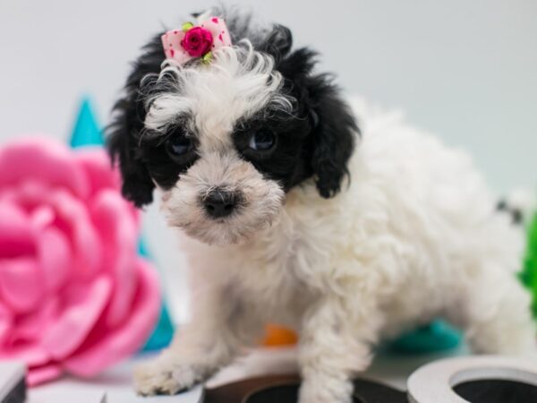 Toy Poodle DOG Female Black Parti 15009 Petland Wichita, Kansas