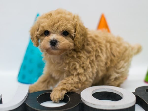 Toy Poodle DOG Male Apricot 15008 Petland Wichita, Kansas