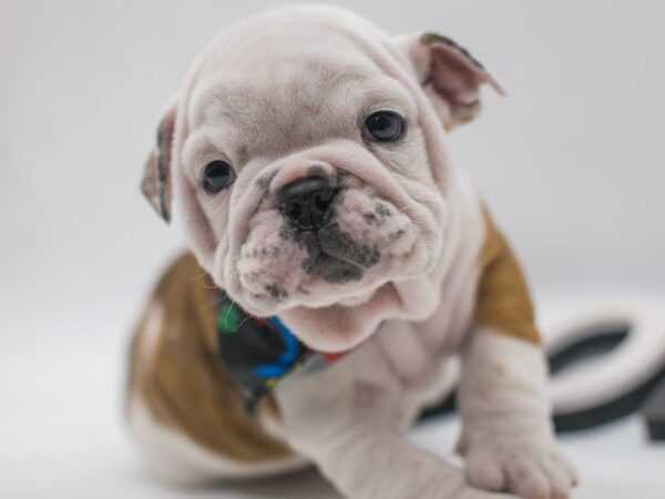 English Bulldog DOG Male Fawn Piebald 15007 Petland Wichita, Kansas