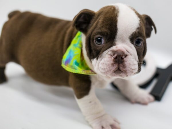 English Bulldog DOG Male Chocolate & White 15006 Petland Wichita, Kansas