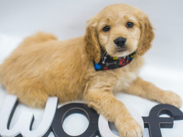 Mini Golden Retriever DOG Male Gold 15059 Petland Wichita, Kansas