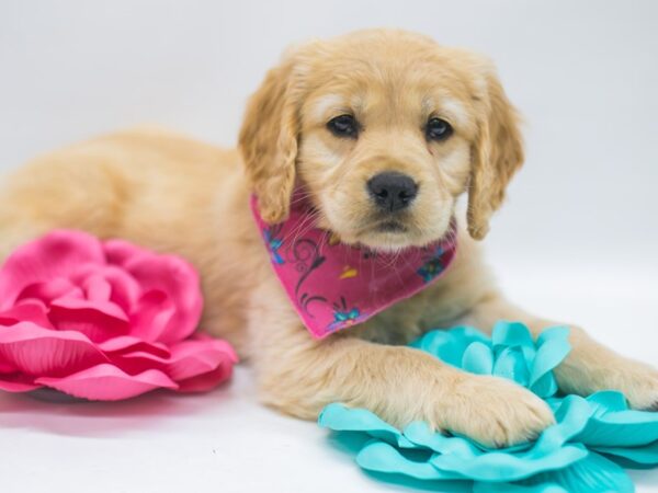 Mini Golden Retriever-DOG-Female-Gold-15058-Petland Wichita, Kansas