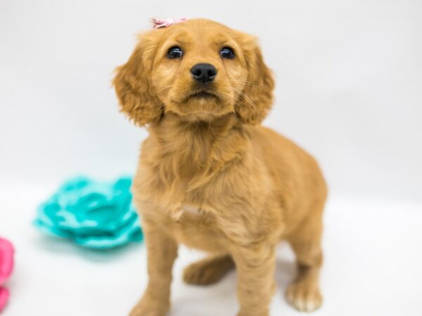 Mini Golden Retriever DOG Female Gold 15057 Petland Wichita, Kansas