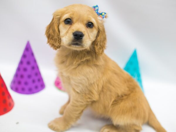 Mini Golden Retriever DOG Female Gold 15056 Petland Wichita, Kansas