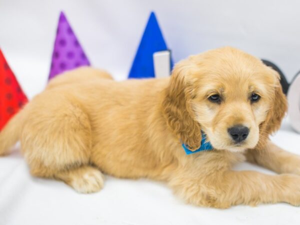 Mini Golden Retriever-DOG-Male-Gold-15055-Petland Wichita, Kansas