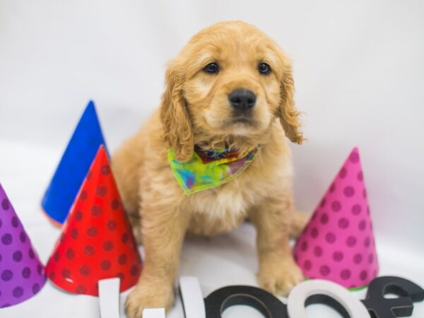 Mini Golden Retriever-DOG-Male-Gold-15054-Petland Wichita, Kansas