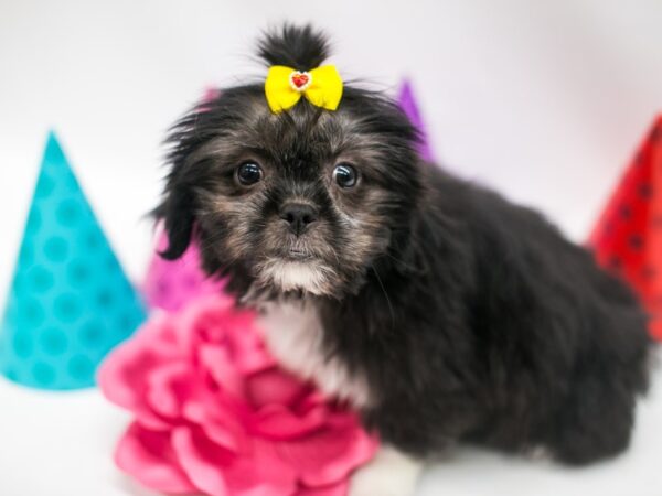 Shih Poo DOG Female Black & White 15051 Petland Wichita, Kansas