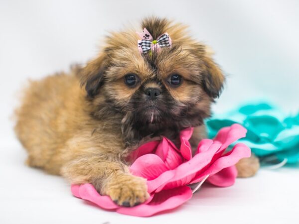 PekaPom DOG Female Red Sable 15050 Petland Wichita, Kansas