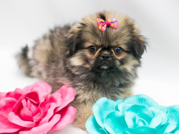 Peke Pom DOG Female Dark Sable 15049 Petland Wichita, Kansas