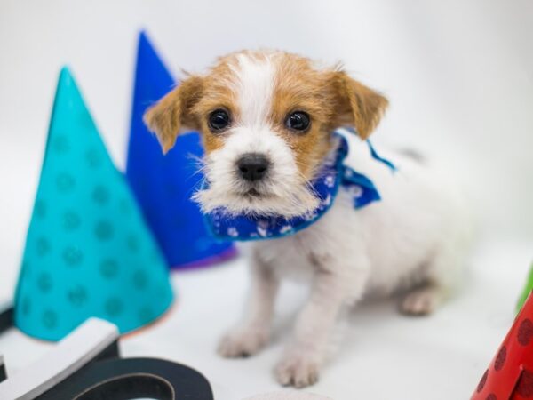 Jack Russell Terrier DOG Male Wire Hair White & Red 15048 Petland Wichita, Kansas