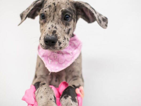 Great Dane DOG Female Blue Merle 15047 Petland Wichita, Kansas