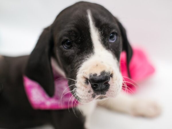 Great Dane DOG Female Black Mantle Tuxedo 15046 Petland Wichita, Kansas