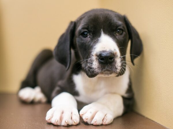 Great Dane DOG Female Black Mantle Tuxedo 15045 Petland Wichita, Kansas