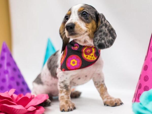 Miniature Dachshund DOG Female Piebald Silver Dapple (one blue eye) 15044 Petland Wichita, Kansas