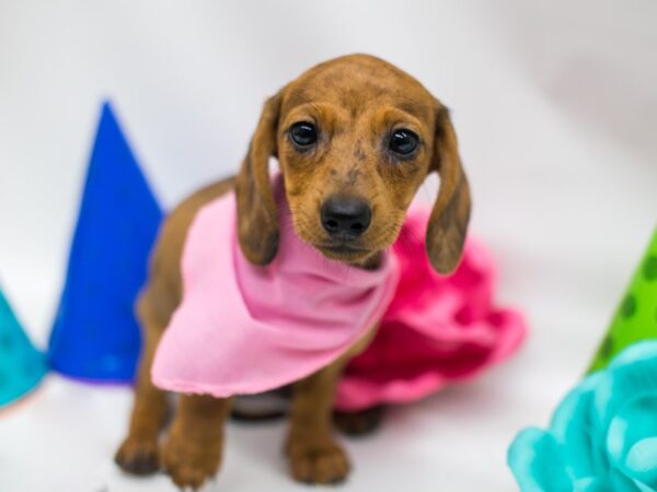 Miniature Dachshund DOG Female Red Dapple 15043 Petland Wichita, Kansas