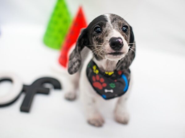 Miniature Dachshund DOG Male Piebald Silver Dapple 15042 Petland Wichita, Kansas