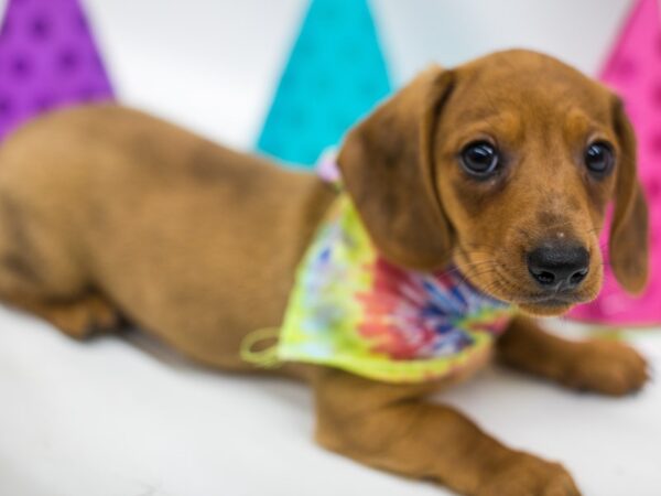 Miniature Dachshund-DOG-Male-Red-15041-Petland Wichita, Kansas