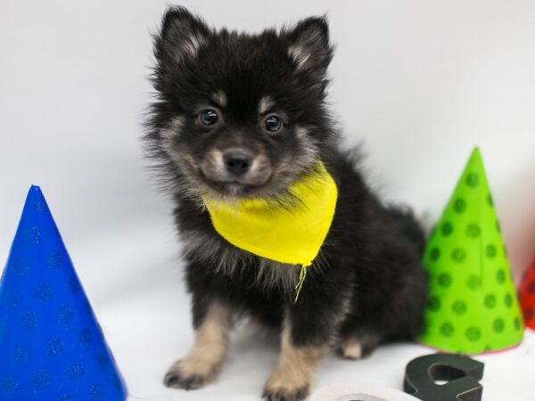 Pomsky 2nd Gen DOG Male Black & Tan 15040 Petland Wichita, Kansas