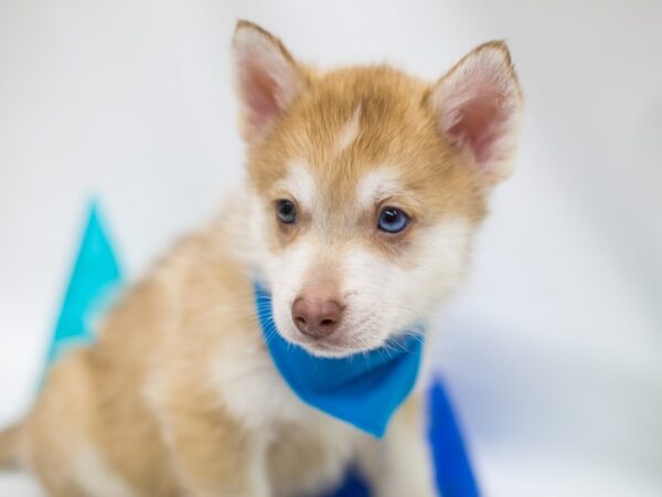 Pomsky DOG Male Red Sable 15039 Petland Wichita, Kansas