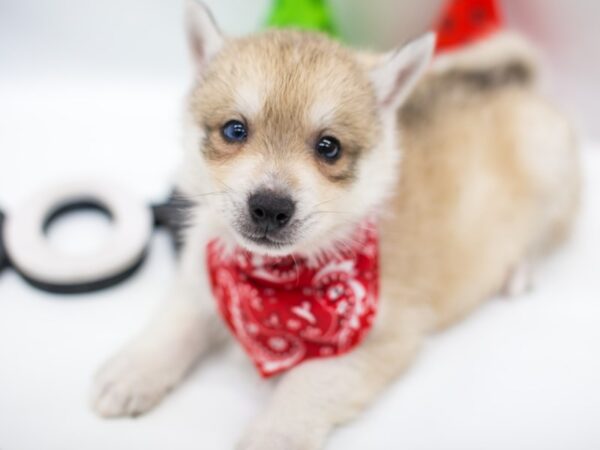 Pomsky DOG Male Cream Sable 15038 Petland Wichita, Kansas