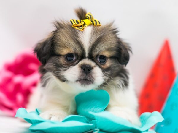 Pekingese DOG Female Gold and White 15037 Petland Wichita, Kansas