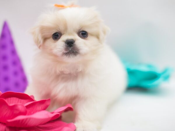 Pekingese DOG Female Cream & White 15036 Petland Wichita, Kansas