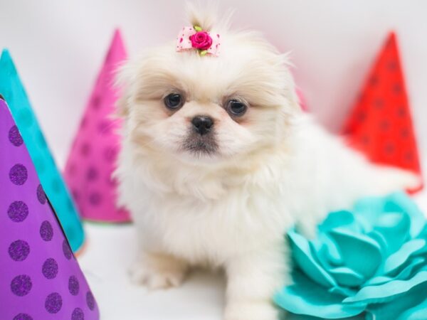 Pekingese-DOG-Female-Cream & White-15035-Petland Wichita, Kansas