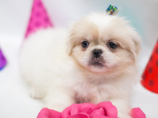 Pekingese DOG Female Cream & White 15034 Petland Wichita, Kansas