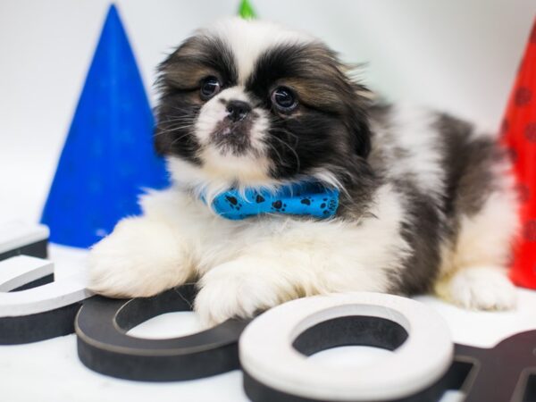 Pekingese DOG Male Gold and white 15033 Petland Wichita, Kansas