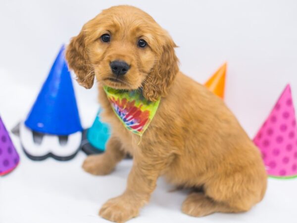 Mini Golden Retriever DOG Male Red 15060 Petland Wichita, Kansas