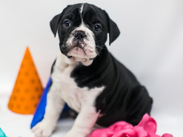 English Bulldog DOG Female Black Seal & White 15083 Petland Wichita, Kansas