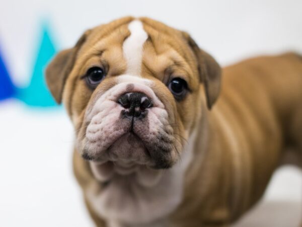 English Bulldog DOG Male Fawn & White 15082 Petland Wichita, Kansas