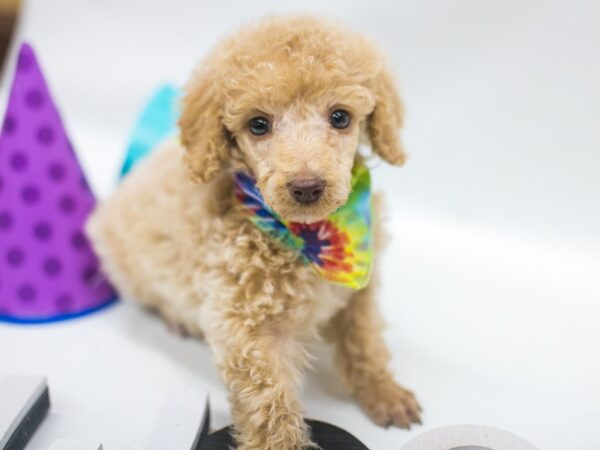 Standard Poodle DOG Male Apricot 15081 Petland Wichita, Kansas