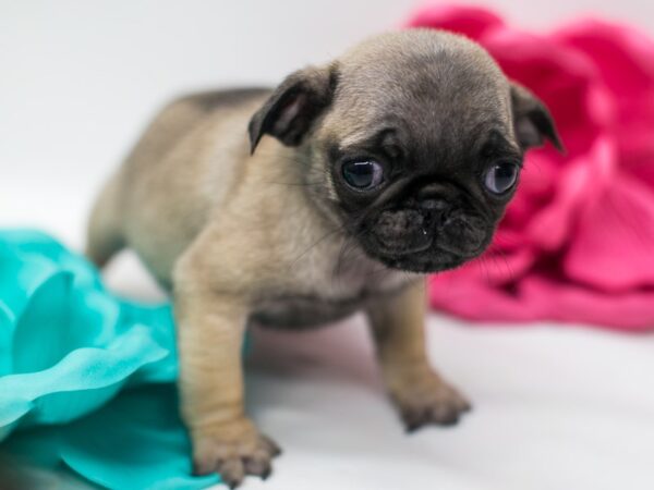 Pug DOG Female Fawn 15093 Petland Wichita, Kansas