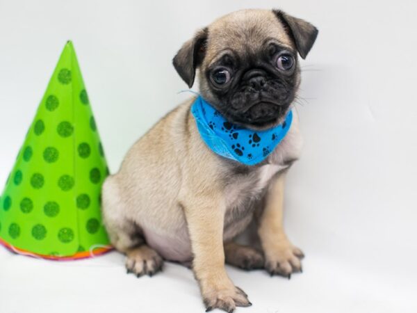 Pug DOG Male Fawn 15092 Petland Wichita, Kansas