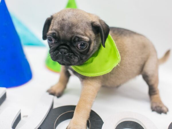 Pug DOG Male Fawn 15091 Petland Wichita, Kansas