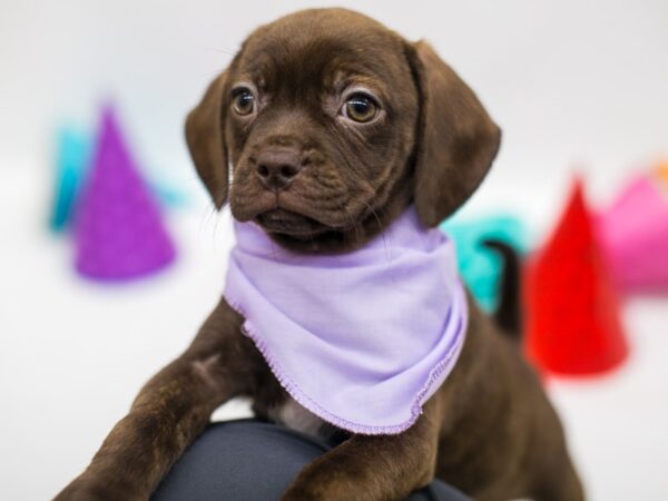 Puggle DOG Female Chocolate Brindle 15090 Petland Wichita, Kansas