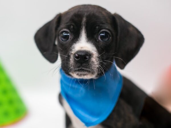 Puggle DOG Male Brindle & White 15089 Petland Wichita, Kansas