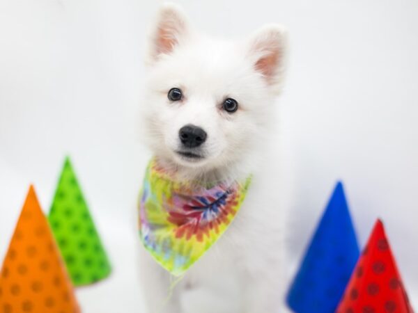 American Eskimo DOG Male White 15088 Petland Wichita, Kansas