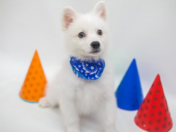 American Eskimo DOG Male White 15087 Petland Wichita, Kansas