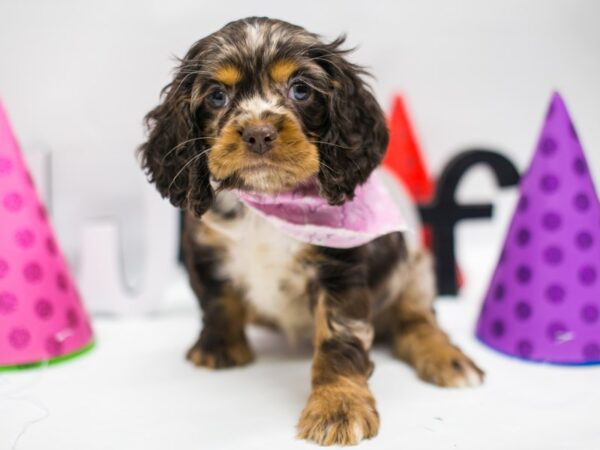 Cocker Spaniel DOG Female Chocolate Merle 15086 Petland Wichita, Kansas