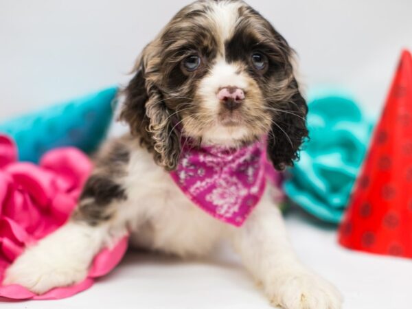 Cocker Spaniel-DOG-Female-Chocolate Merle-15085-Petland Wichita, Kansas