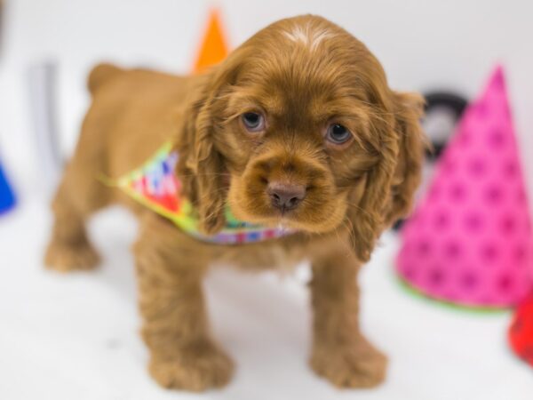 Cocker Spaniel DOG Male Copper Buff 15084 Petland Wichita, Kansas