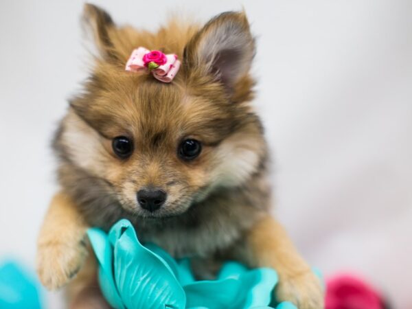 Pomeranian DOG Female Sable 15080 Petland Wichita, Kansas